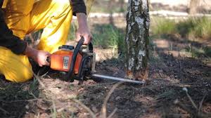  Lisle, IL Tree Removal and Landscaping Services Pros